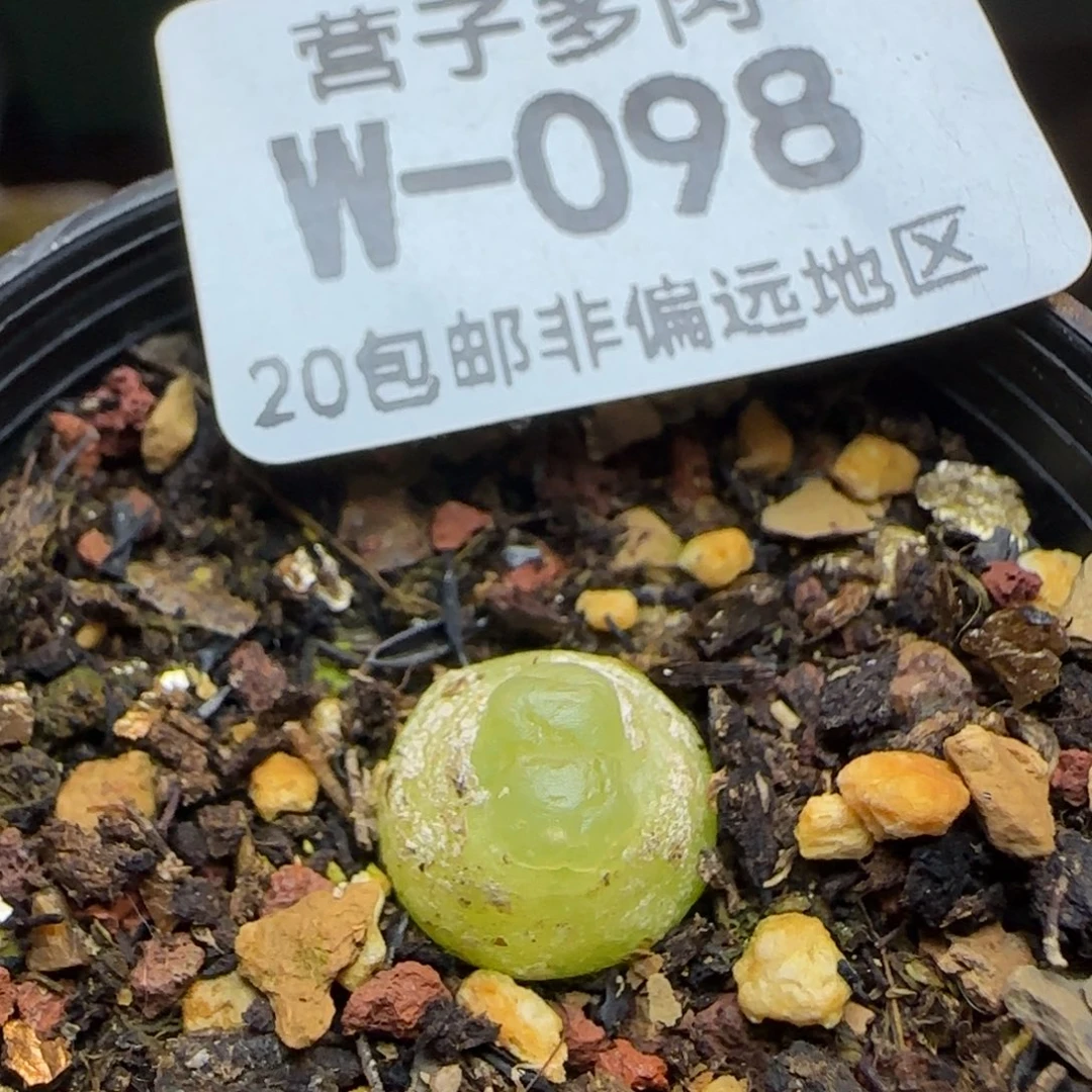 带盆土发货1.0拉登。