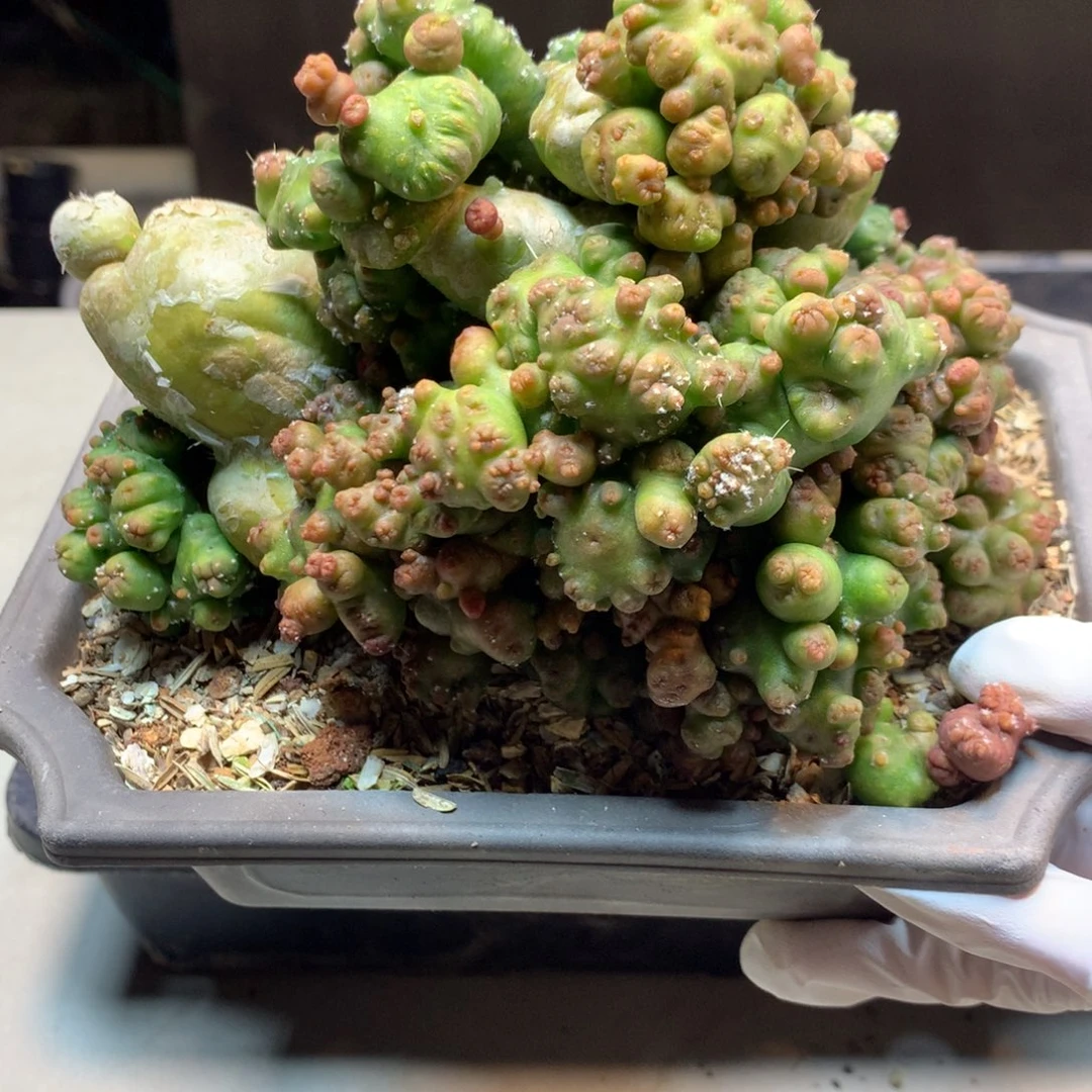 10号  短毛丸石化15.5公分