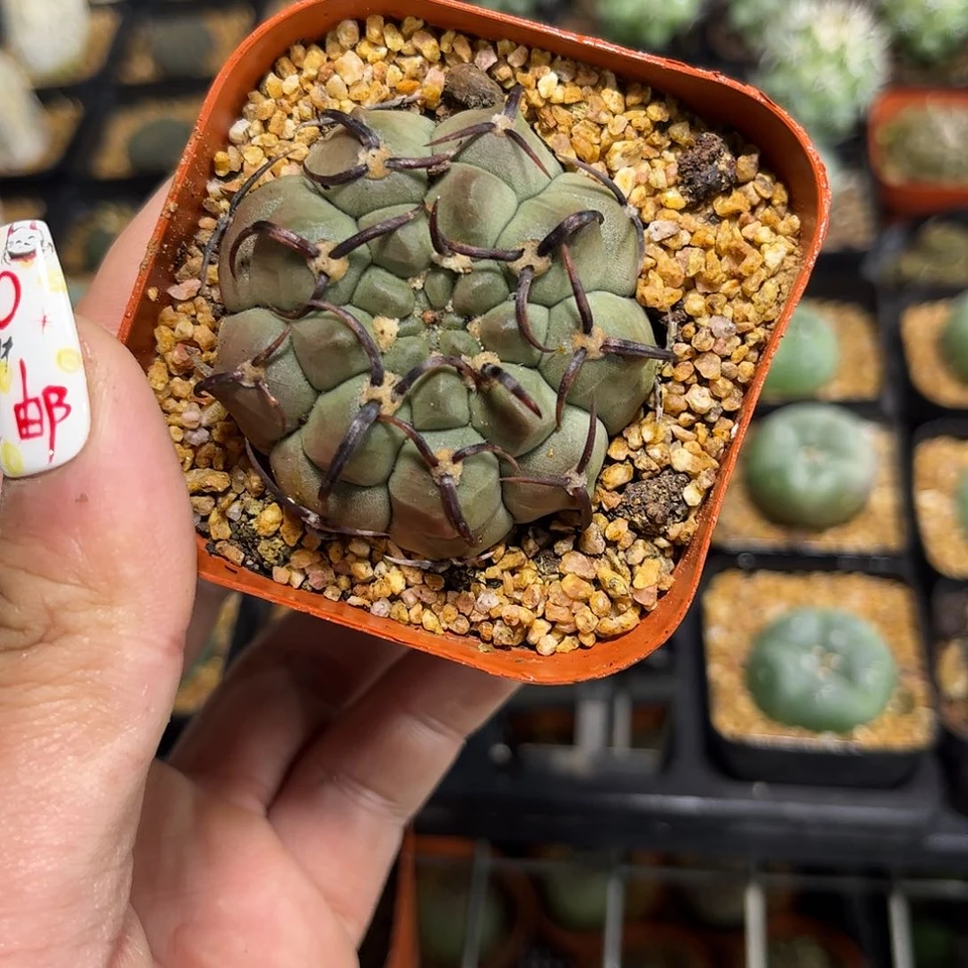 25345一物一拍单头