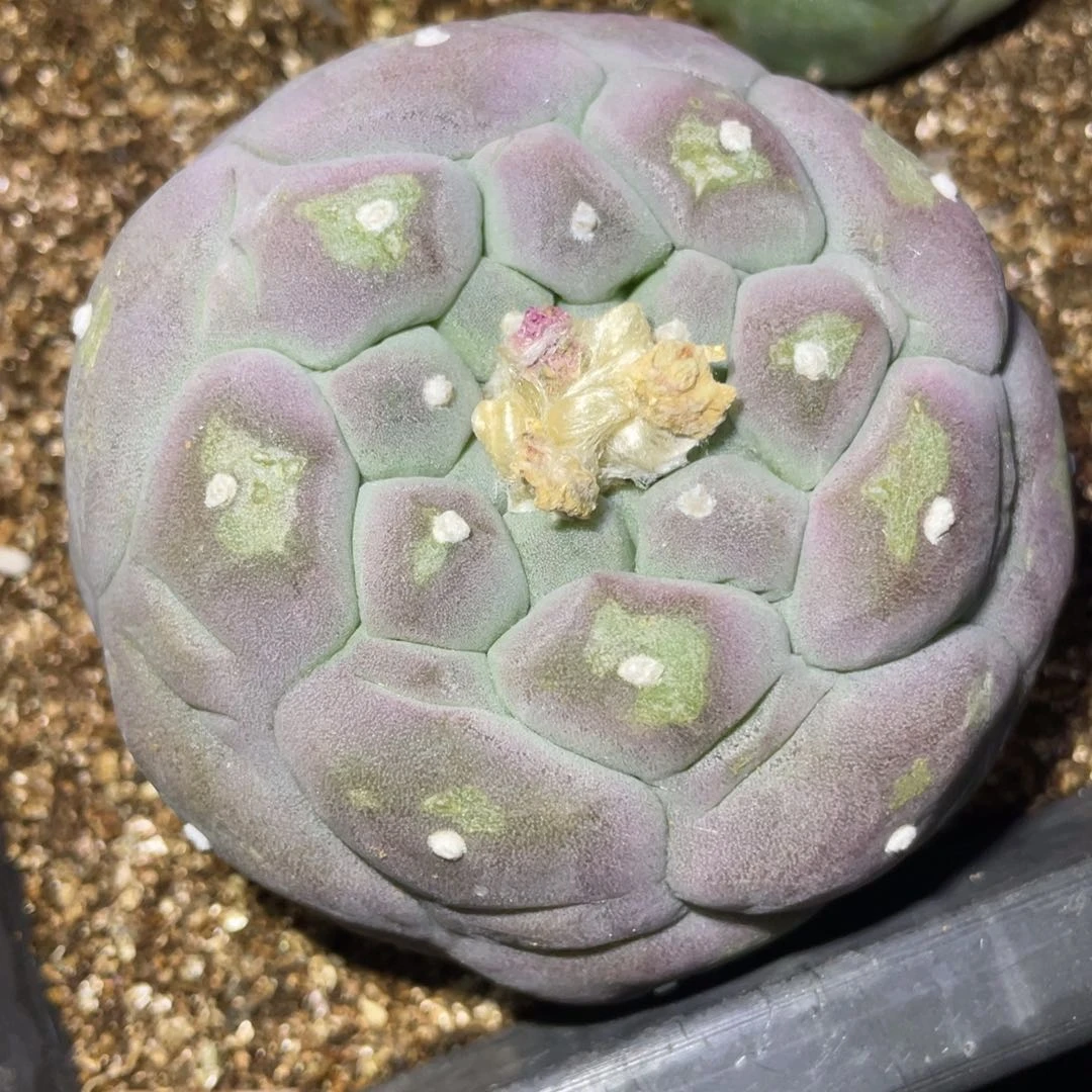 无花朵破***月仙人球开花紫皮仙人球
