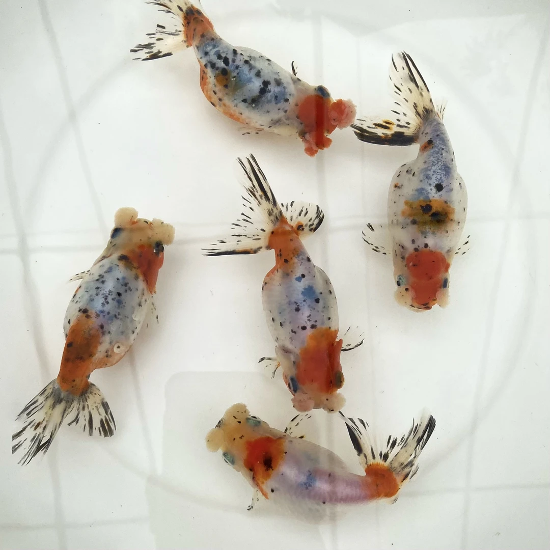 五花蛋球金鱼传统金鱼鱼苗