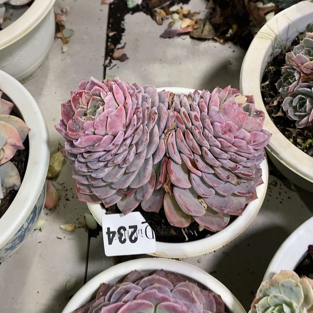 〇***〇234恩宠多肉植物