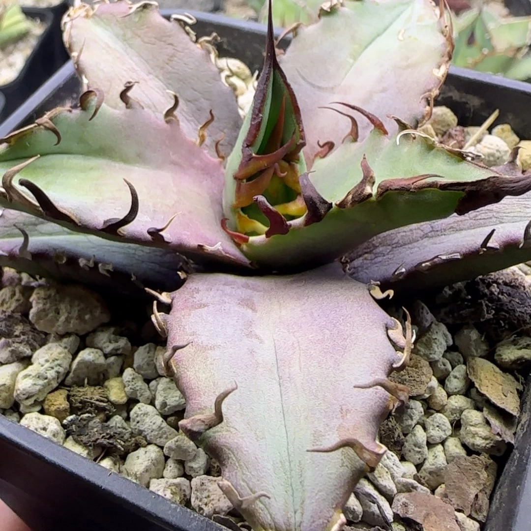 实生14号福利价啦啦啦啦