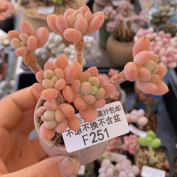 鱼子酱6cm251多肉植物