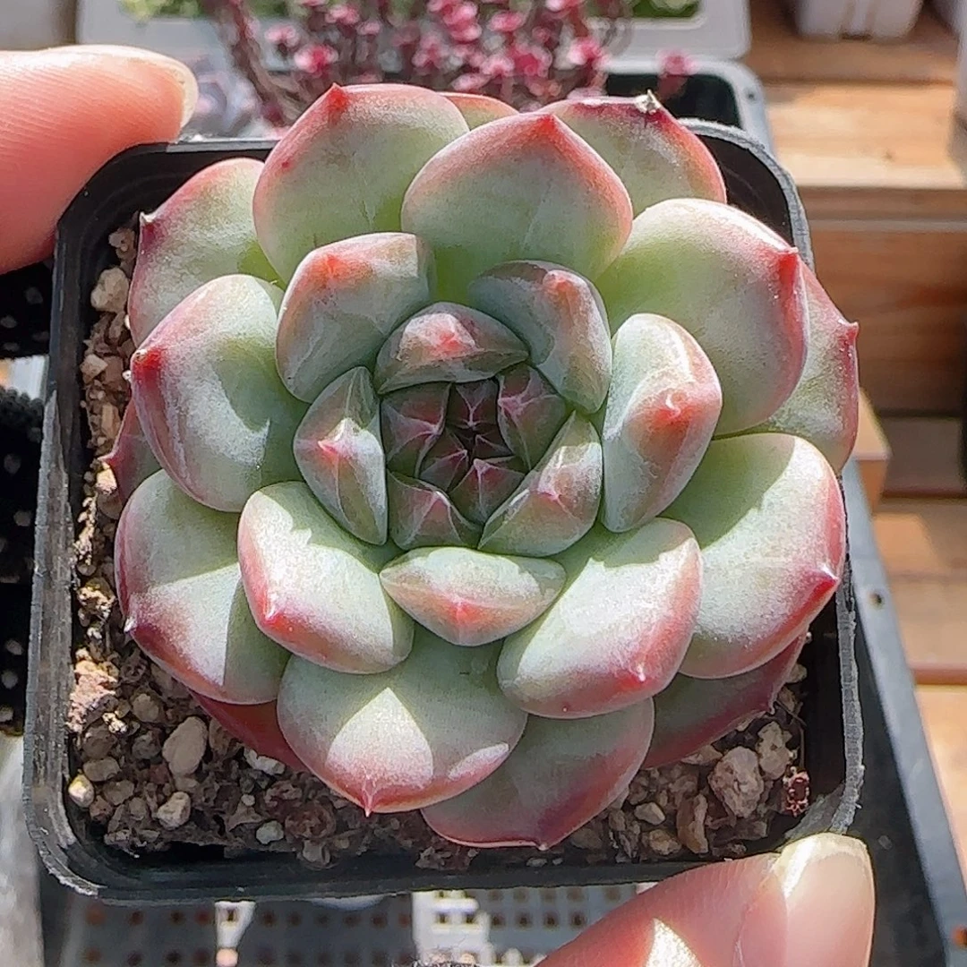 多肉0801-203暗纹