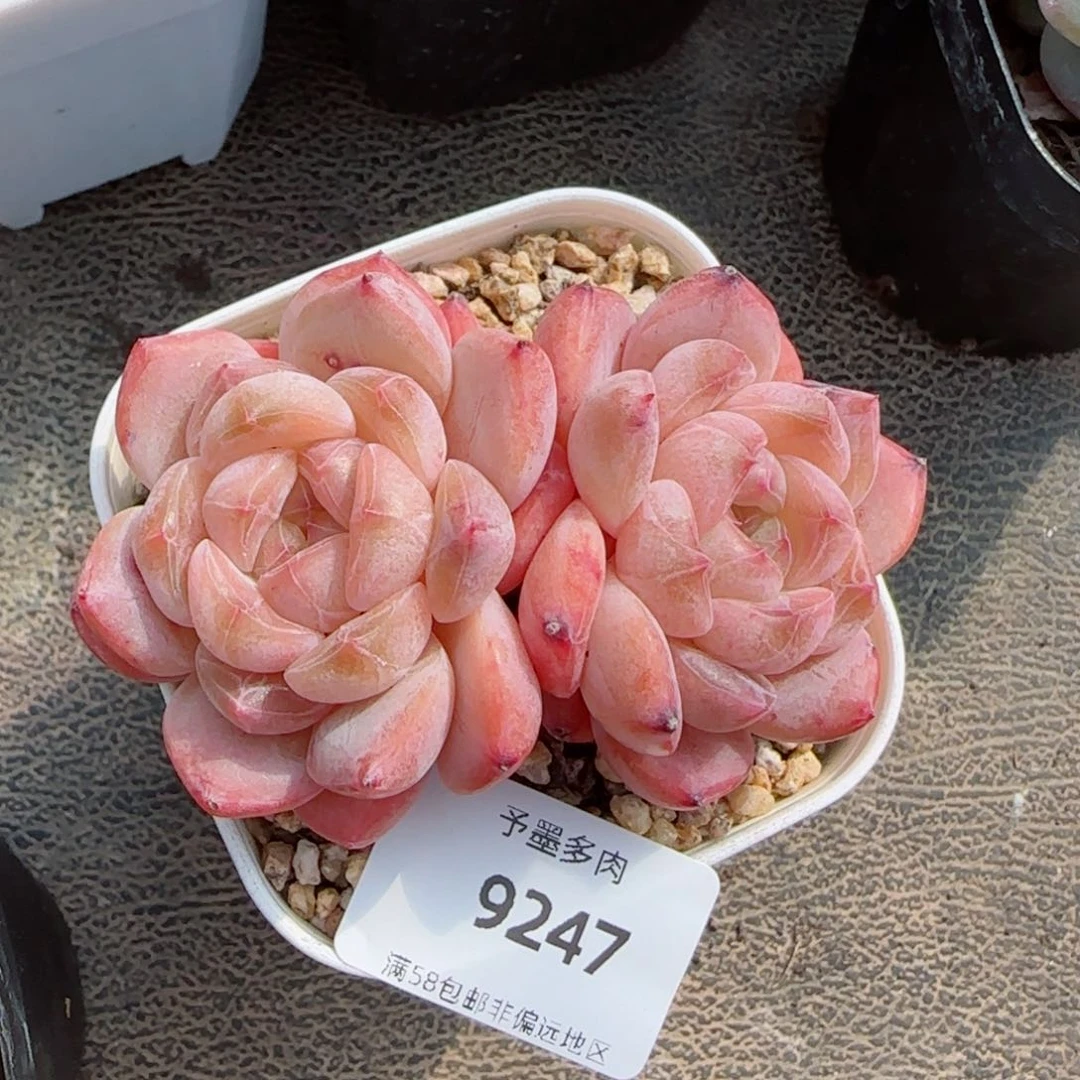 粉琉璃冰魄，9247多肉