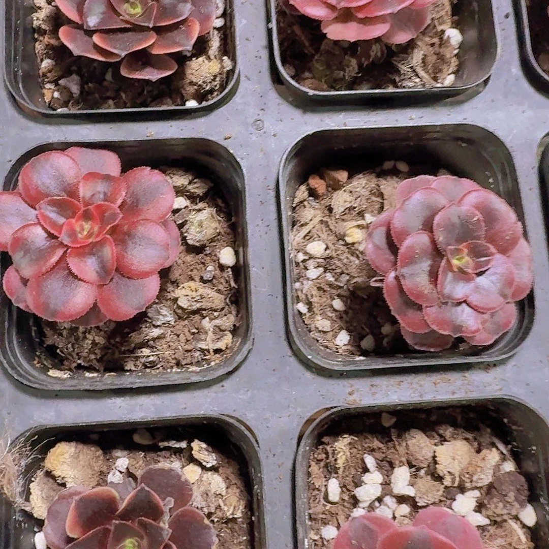 精品黑武士多肉植物