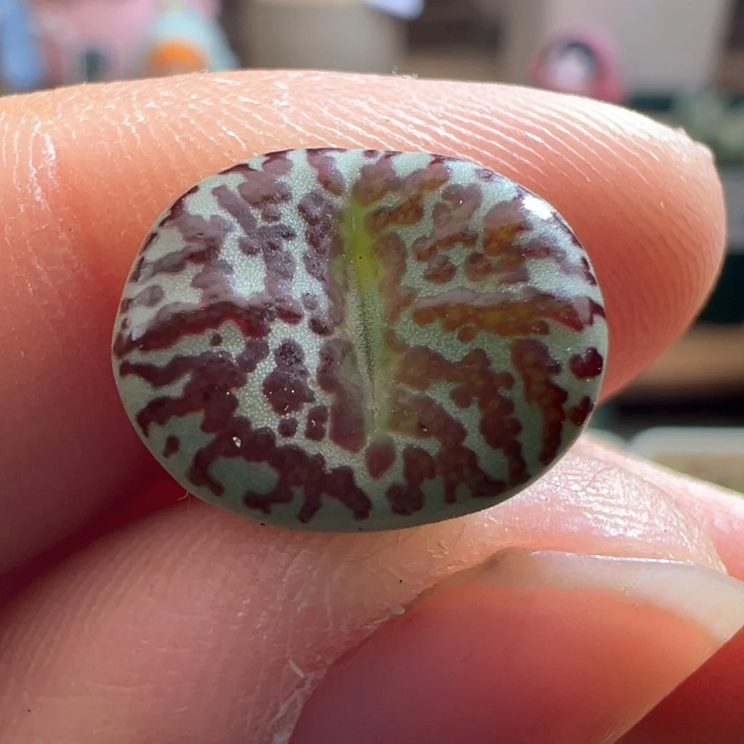 196。青蛙WC霓虹安贞