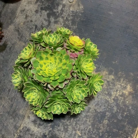 ?****?海鲜8888888888脱土发货