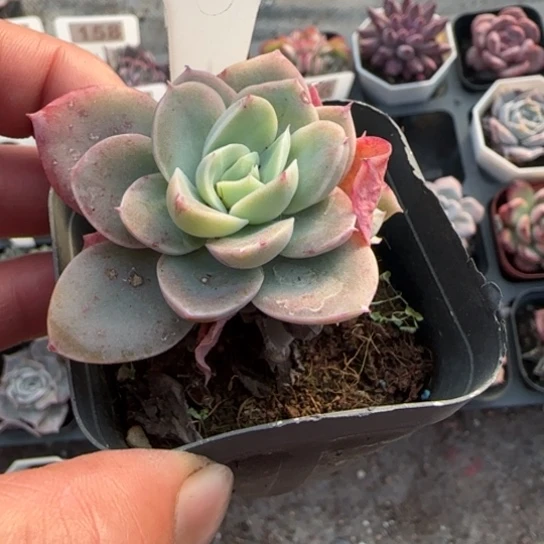 10丝绸面纱多肉植物多