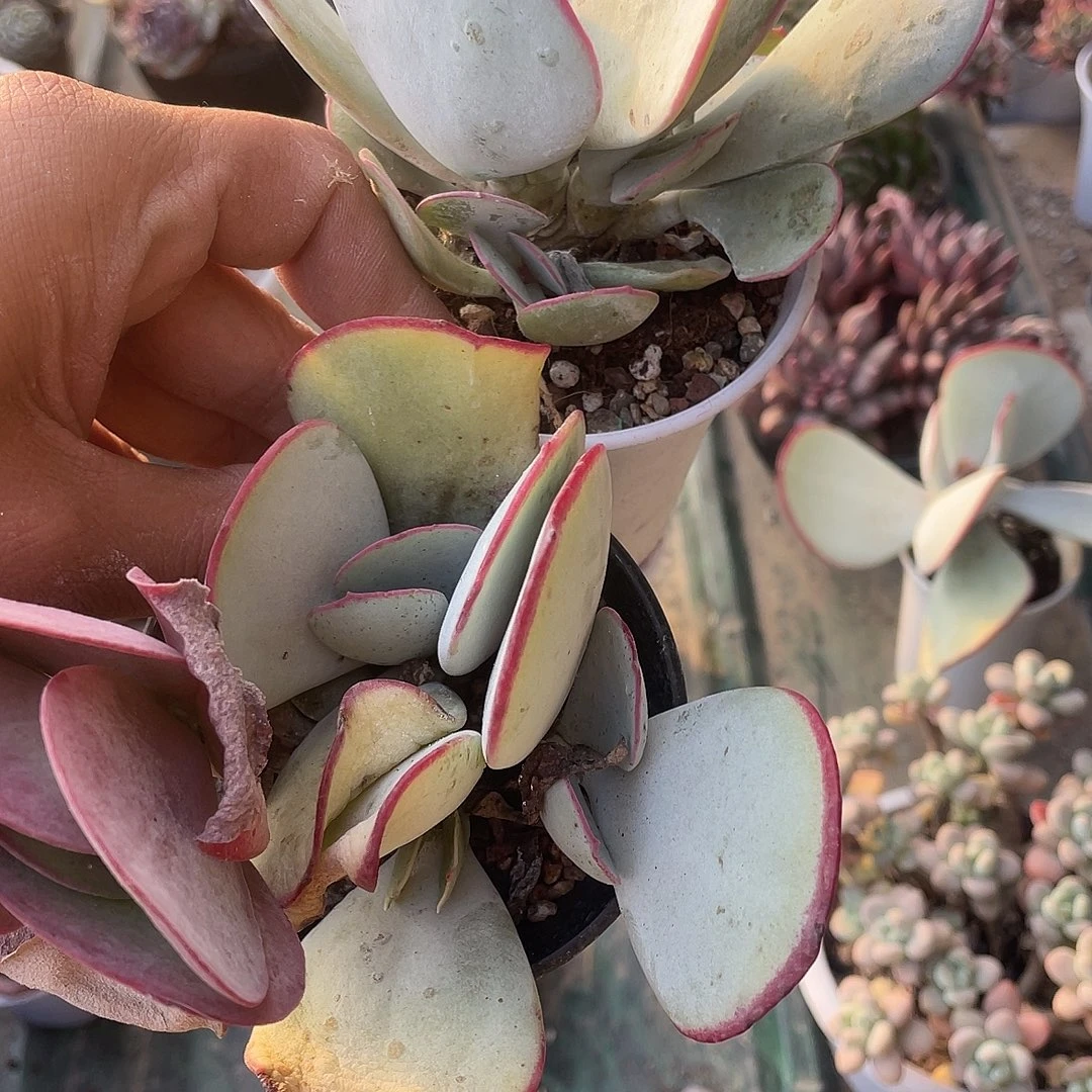 莫***爷白眉两颗群生一物一拍