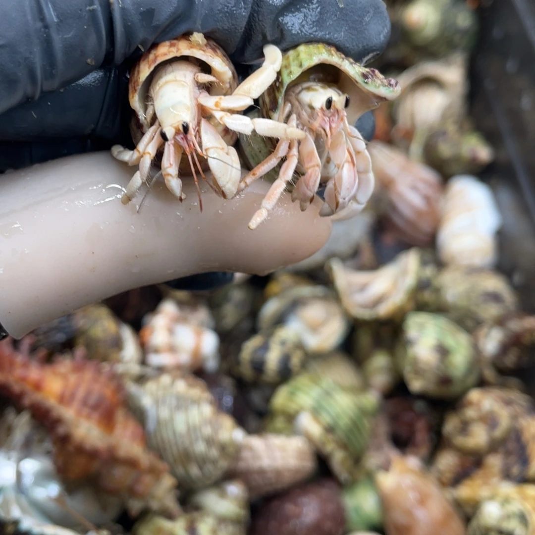 不退不换活体宠物59