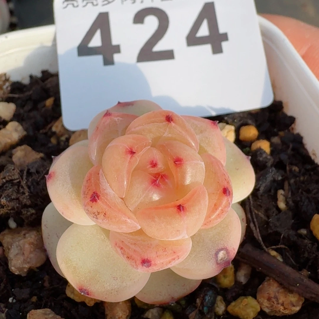 糖心         精品多肉