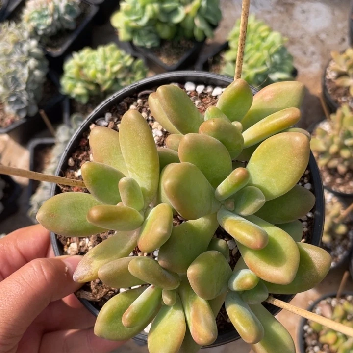 芒果奶，平头无砍，5头