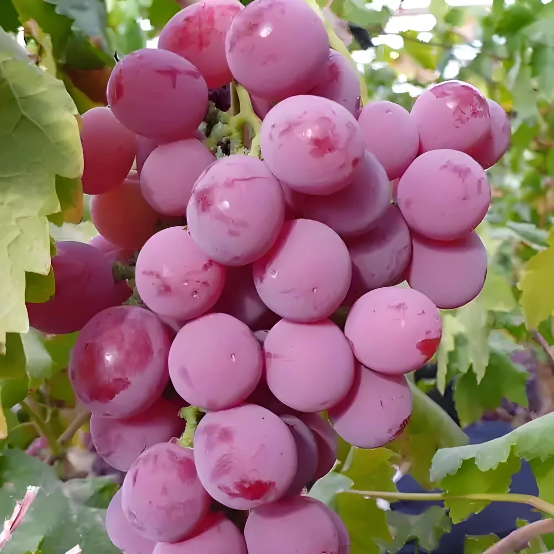 葡萄水果树苗巨峰葡萄葡萄树苗果苗果树阳光玫瑰