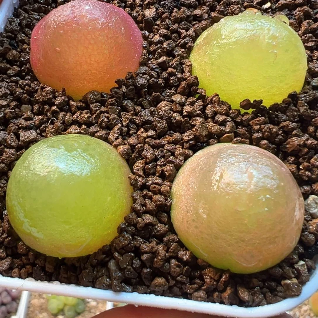 2厘米4棵灯泡多肉植物