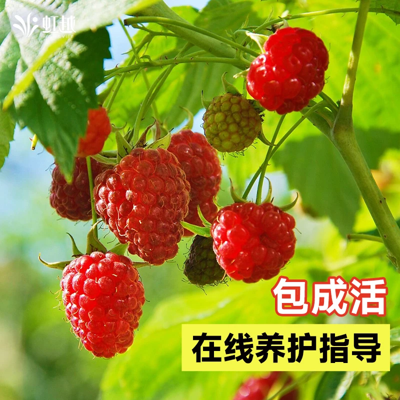 买一送一树莓苗覆盆子树莓树苗盆栽地栽南北方种植多年生耐热耐寒