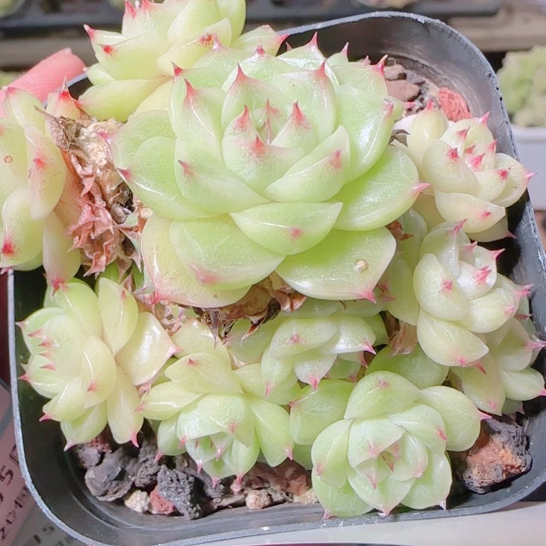 花语逸镜1105-146散