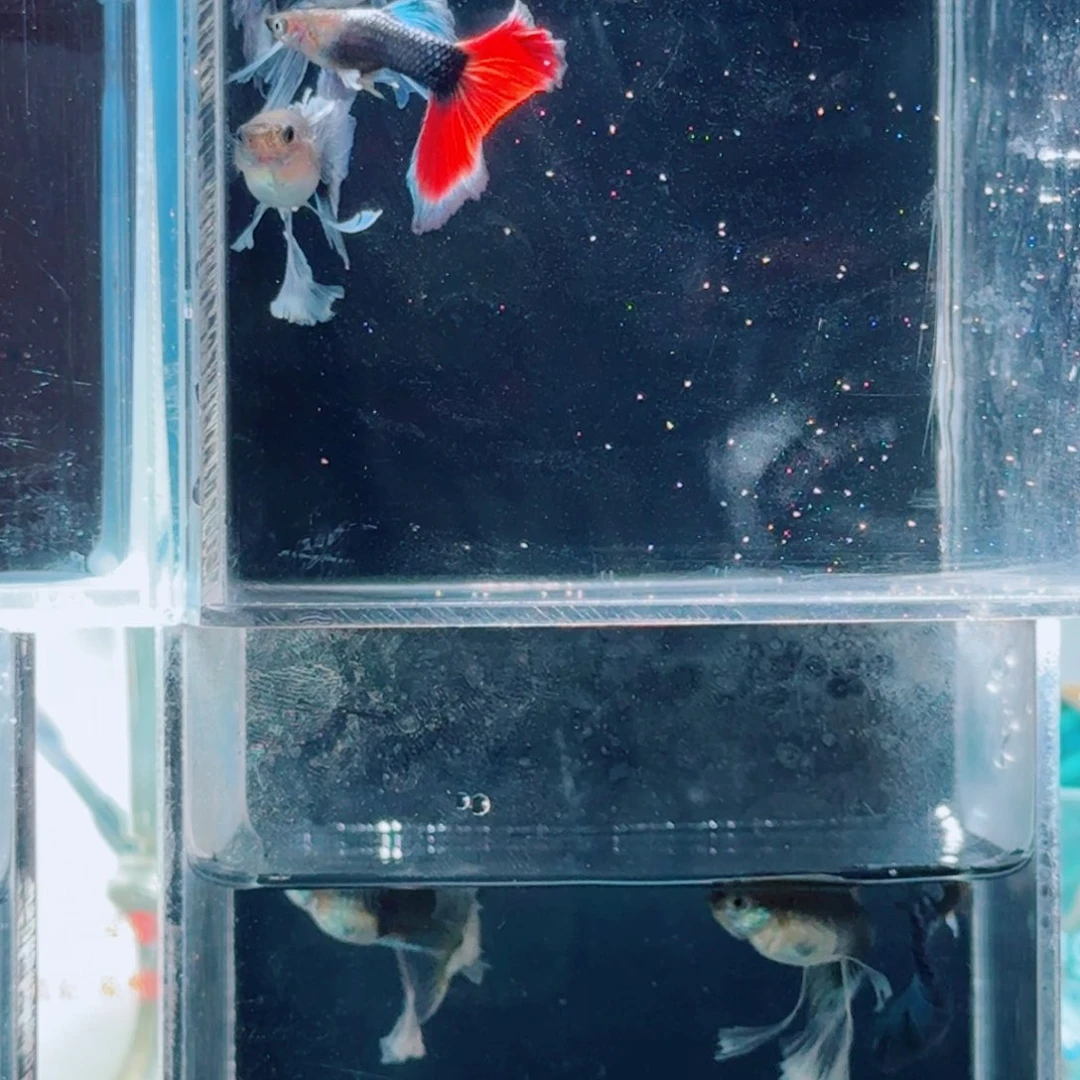 孔雀鱼一公2母绣球