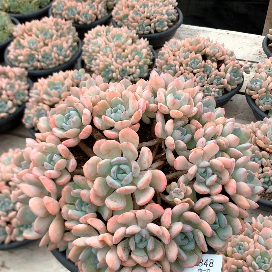 21厘米格林 老桩 捧花 4848
