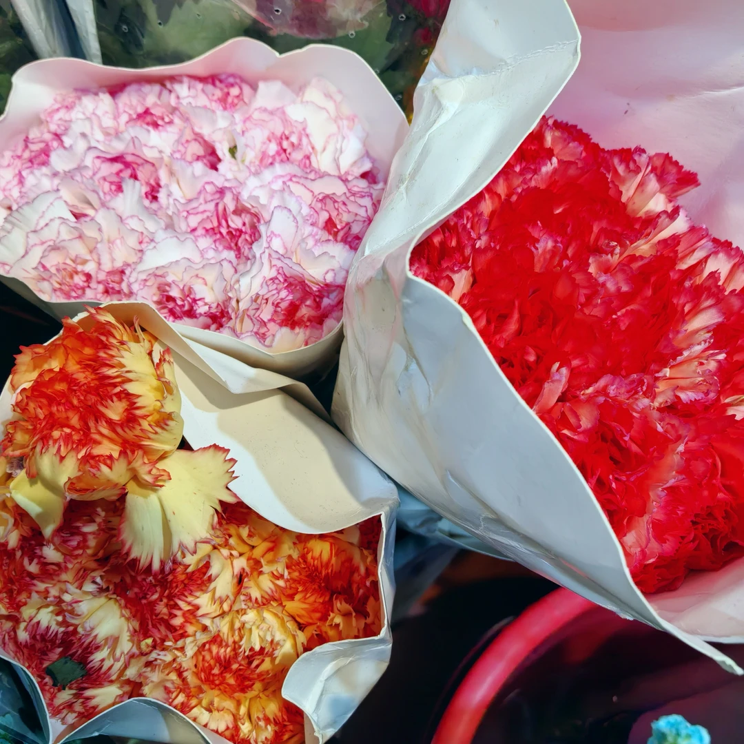 【祝福】彩康18-20支装