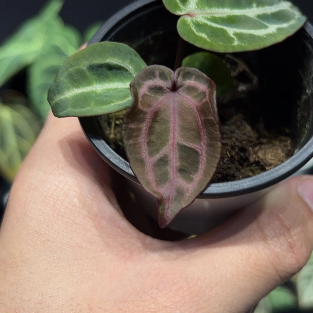 不开花植物优选紫水晶
