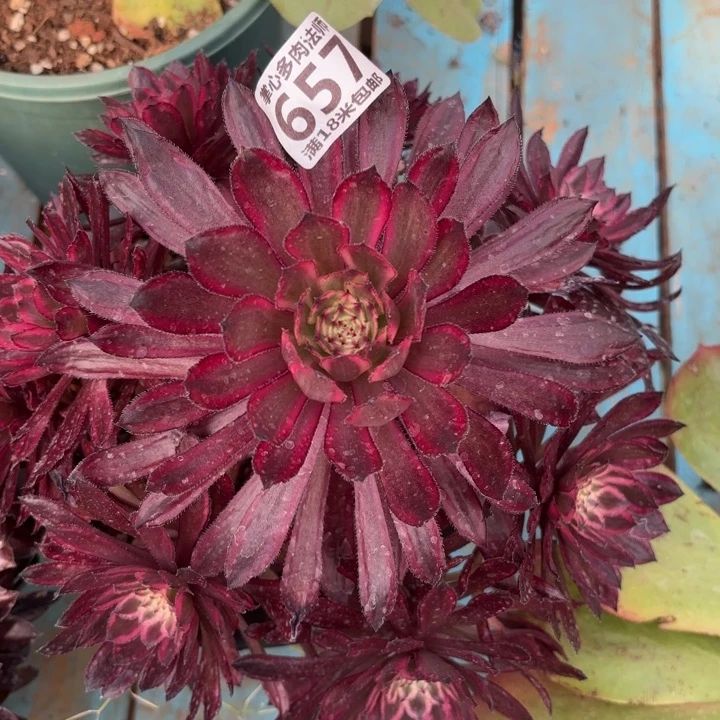 657紫霞仙子掌心多肉法师锦不包侧枝断枝