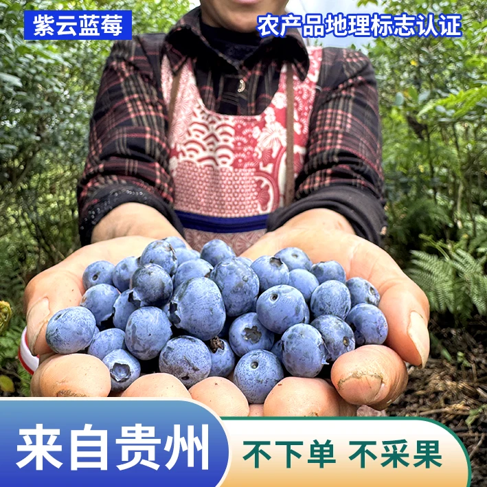 【8盒大果】高原山地蓝莓14-16mm 净重2斤/8盒 125g/1盒 鲜采现发顺丰包邮新鲜贵州省