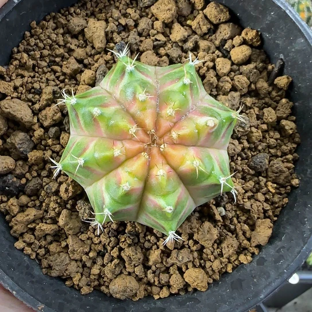 泰系实生轮回喜欢直接拍