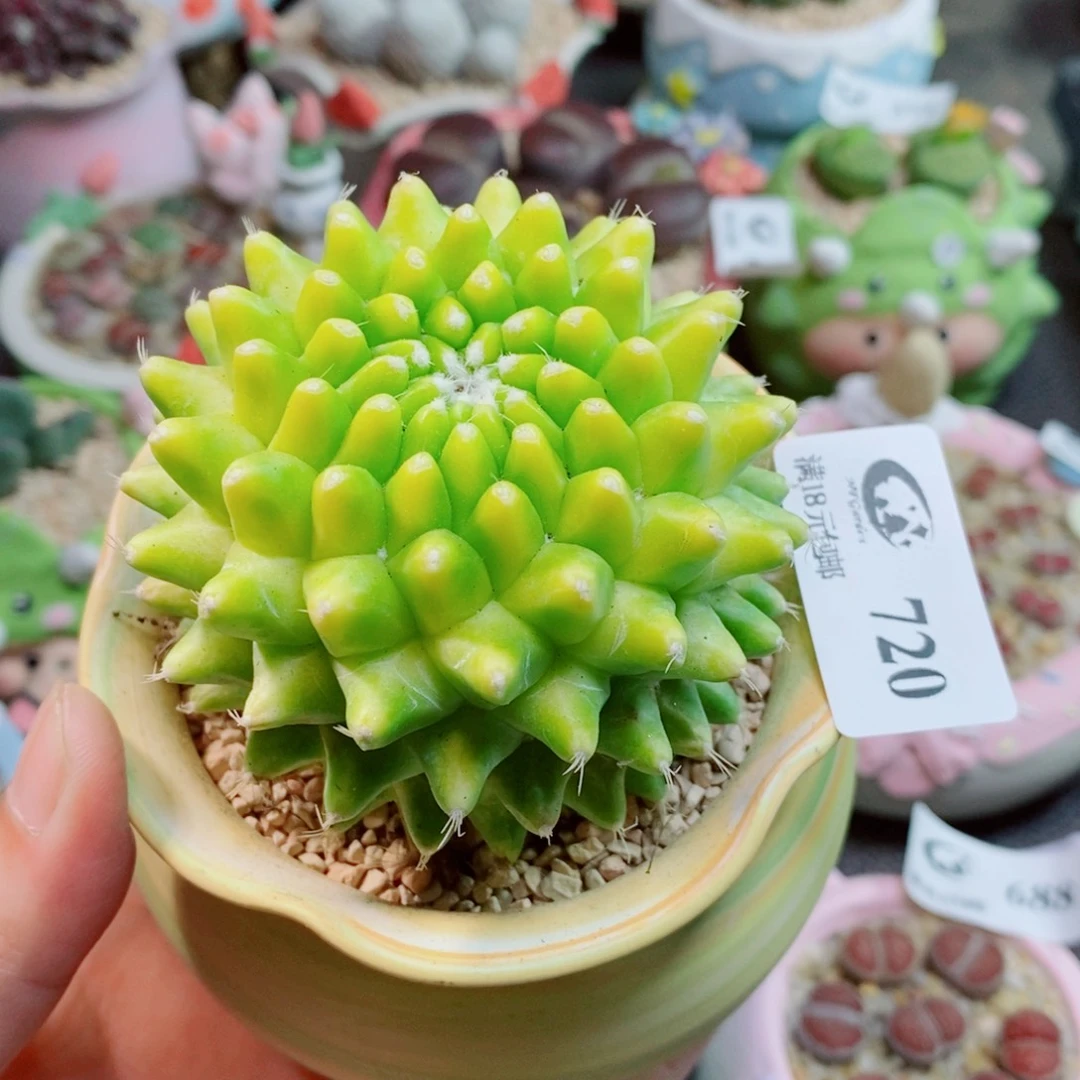 生石花花花花花720