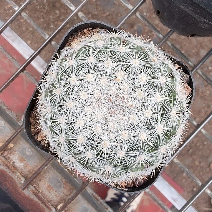 满月单头球5仙人球