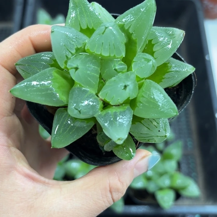 冰城寿背窗多肉植物