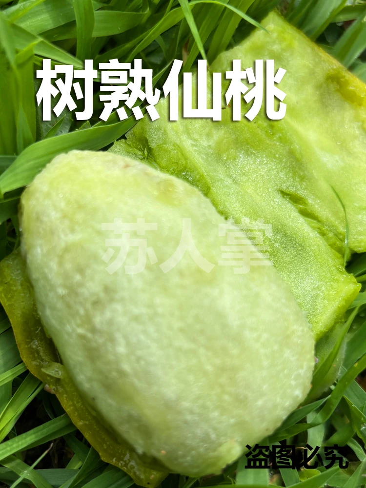 仙人掌果实新鲜采摘美味仙桃