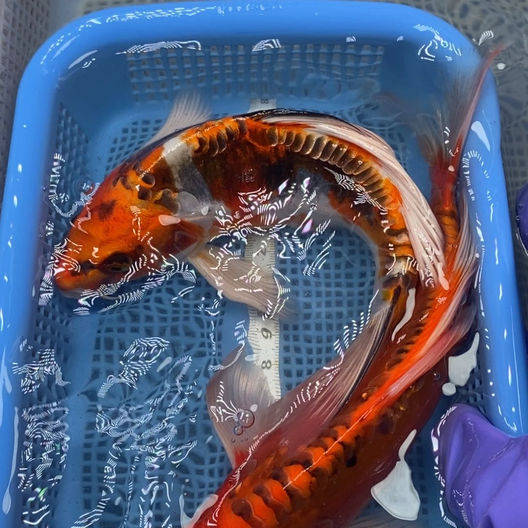 锦鲤冷水锦鲤包邮