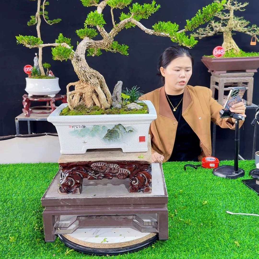 当前无花朵，栽培后可花朵