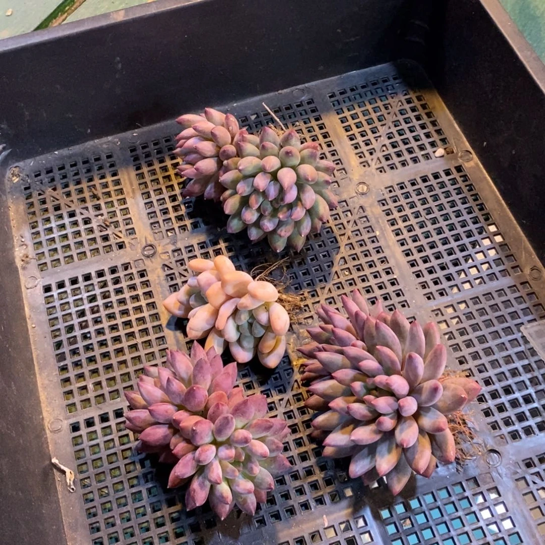 跑单的，福利出，桃子你好美我喜欢