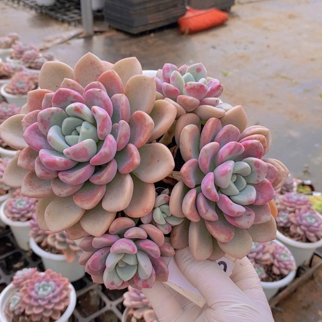 0259花斑露一物一拍