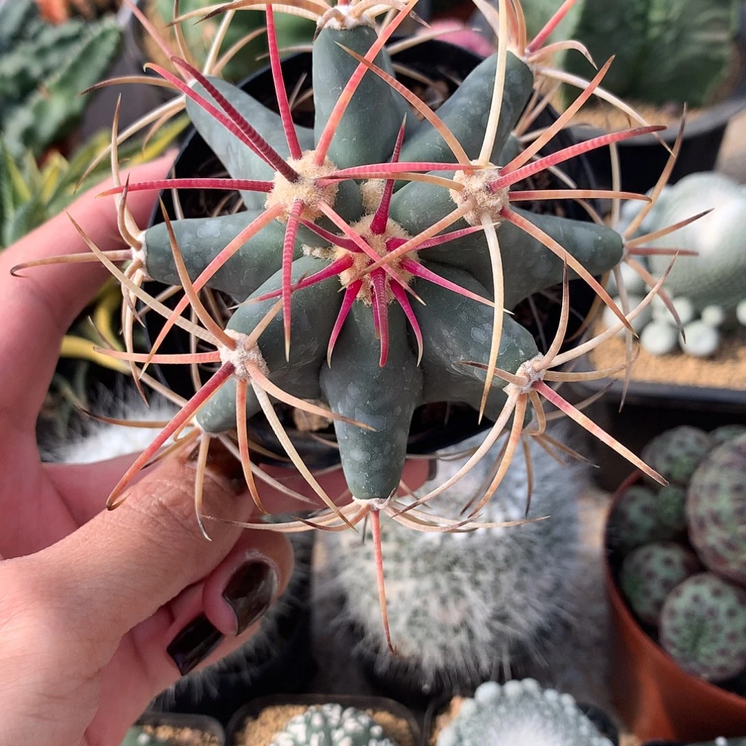 实生根江守玉仙人球