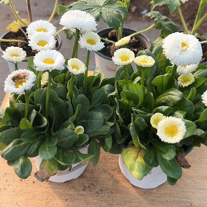 红陶喜****抖音直播闪拍107