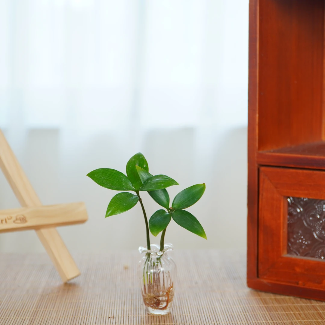 【工位元气助手！】迷你水培竹柏桌面超小绿植盆栽