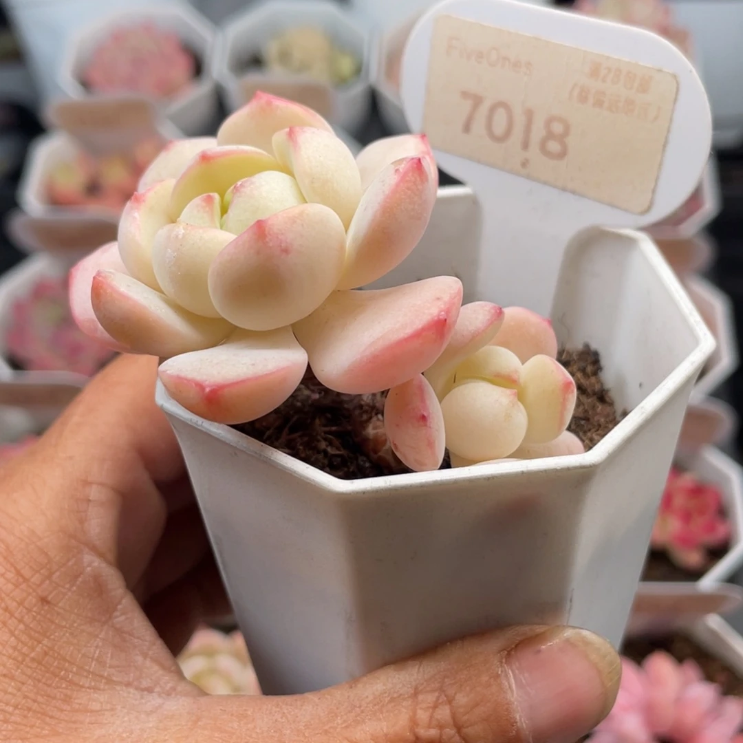 香草7018-5.5厘米