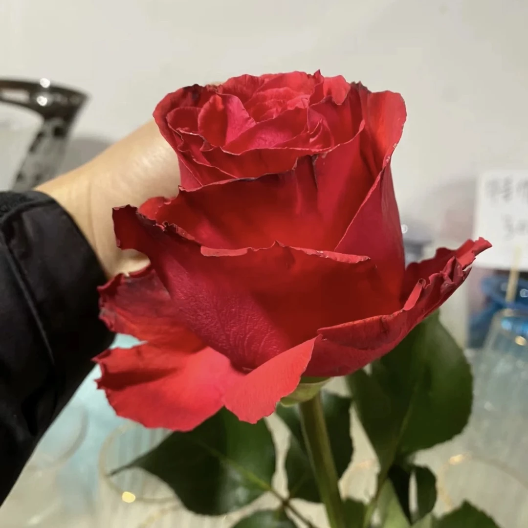 帝王 根接苗 匠人月季 玫瑰花 四季开花阳台盆栽植物