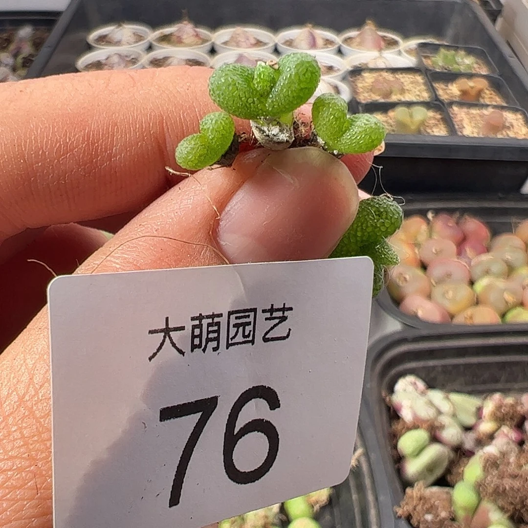 一物一拍。          76