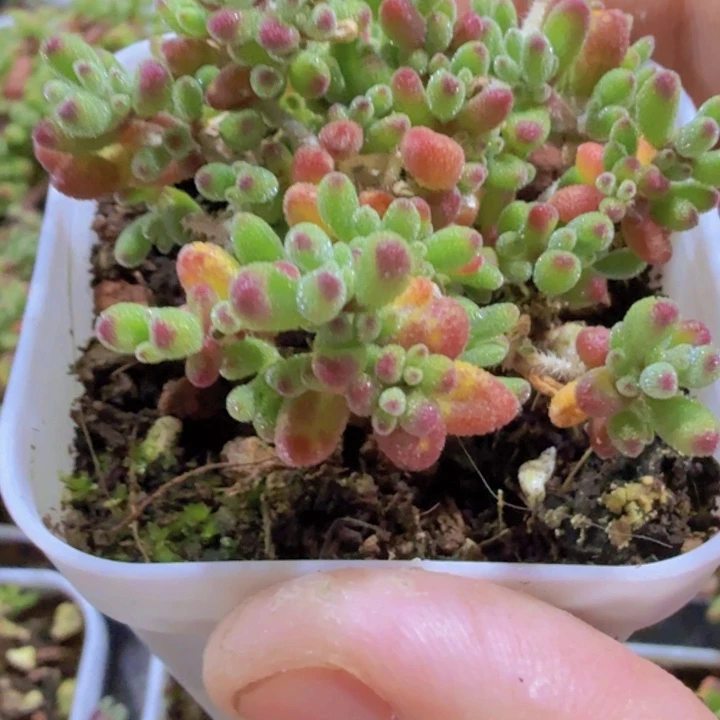 五厘米盆红宝石枝干