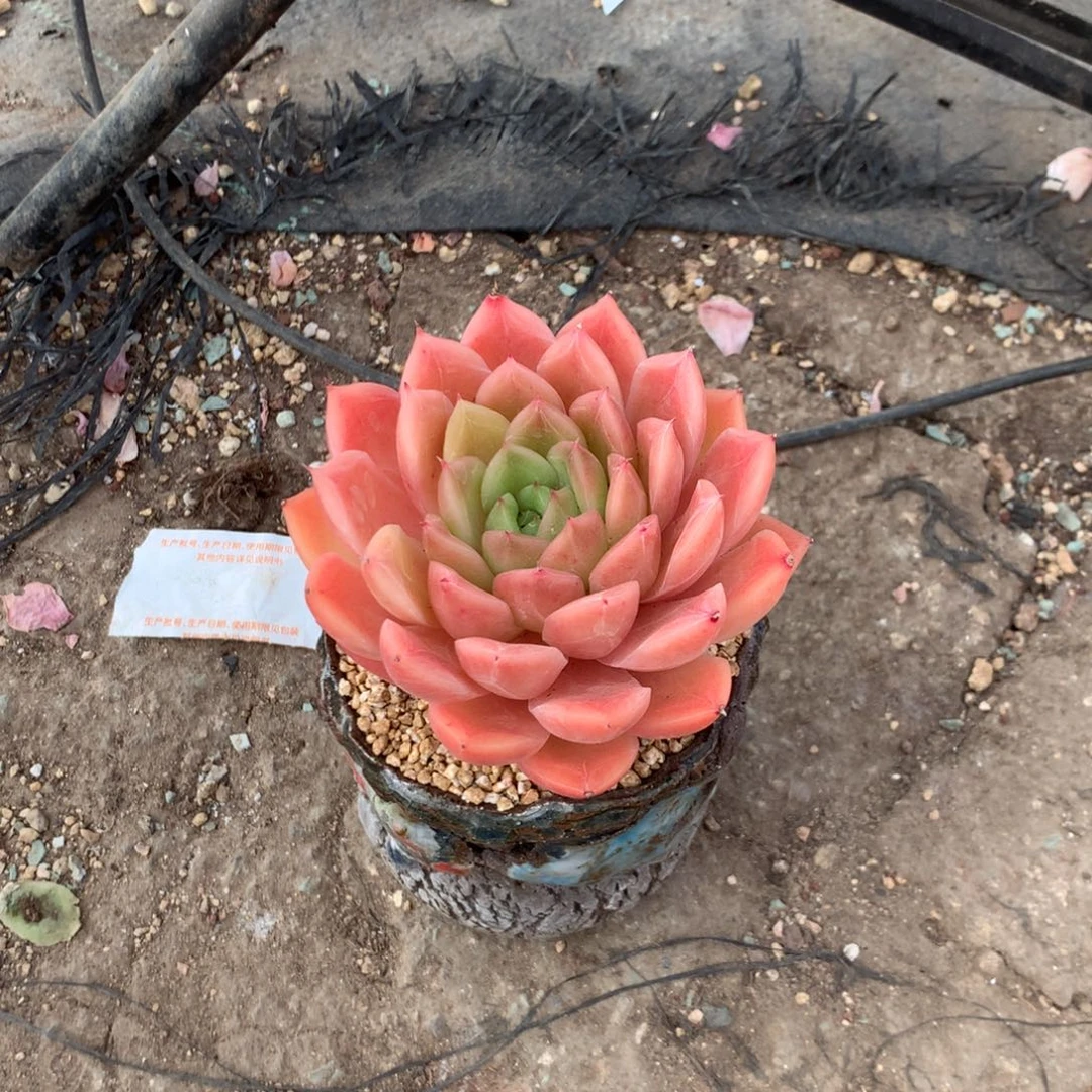 李*事中了就会被吞了