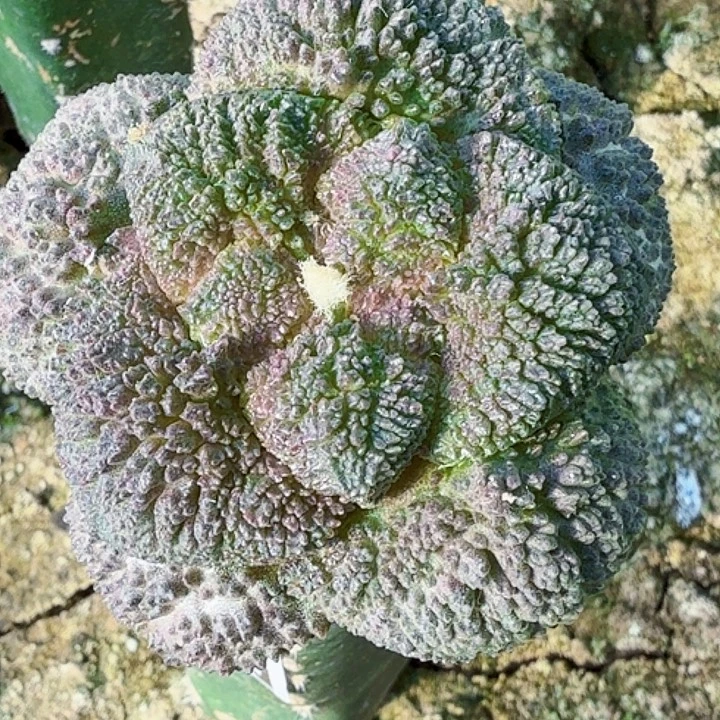 无花朵密尤大菜花207