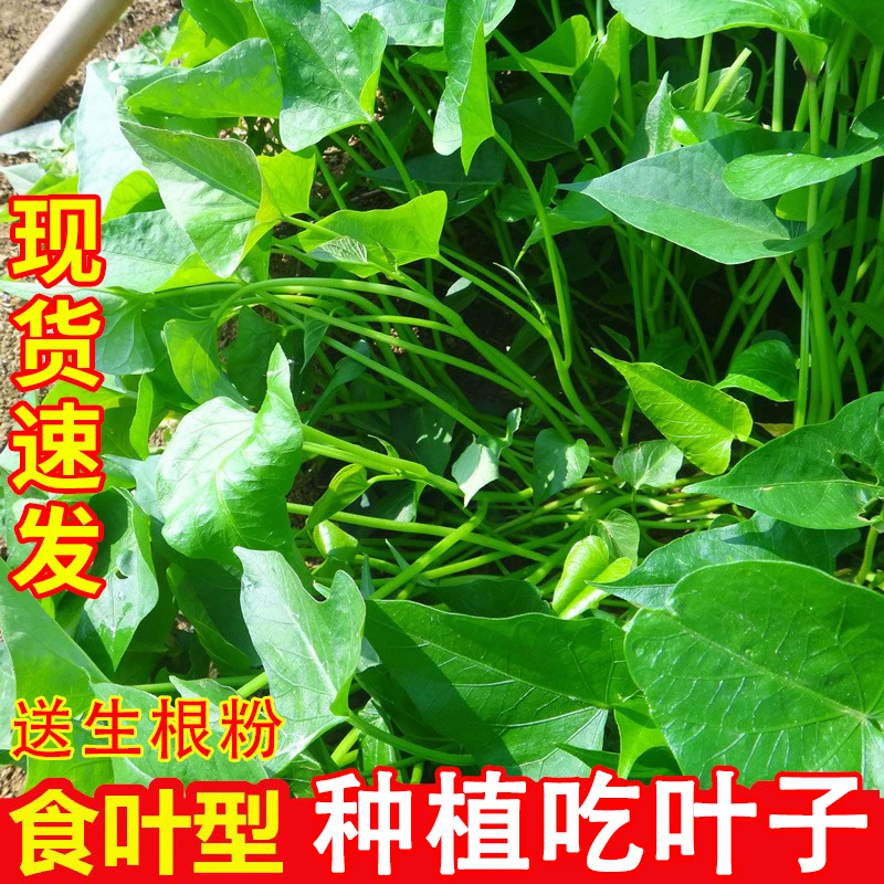 【食叶薯苗】食叶薯苗种植吃红薯叶子原种红薯苗秧叶苗种植山芋苗