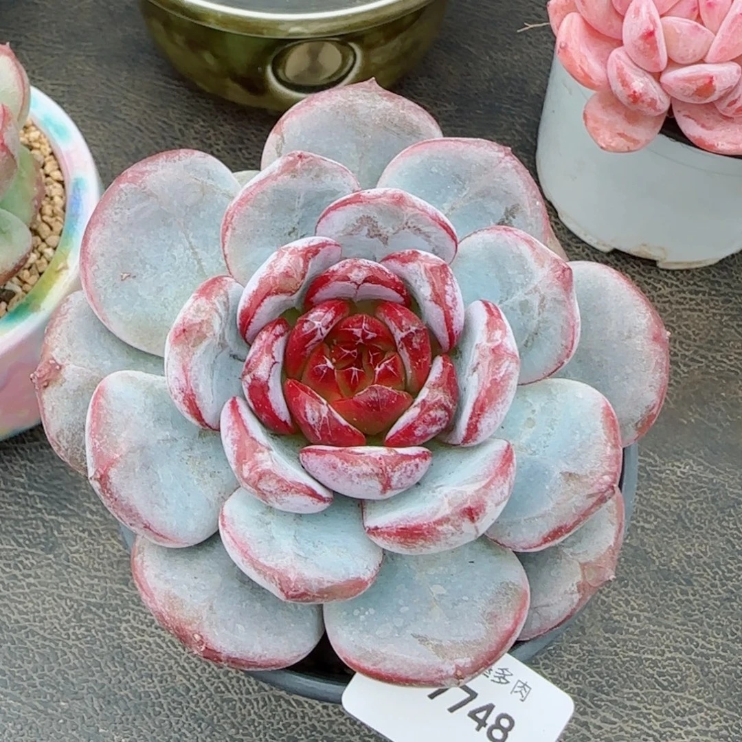 雪色浪漫，7748多肉植物