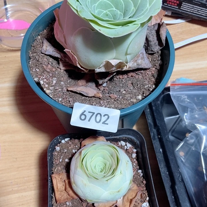 用***66702山地玫瑰两颗