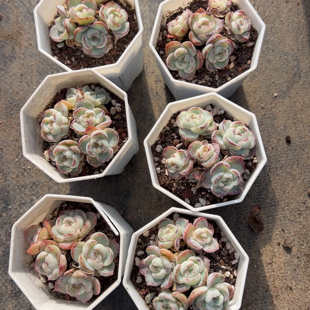 胖虎群5-6头到手1颗量拍多肉满19元包邮下午发货